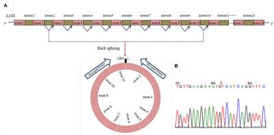 Tissue-Specific Expression of Circ_015343 and Its Inhibitory Effect on Mammary Epithelial Cells in Sheep